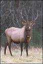 Elk