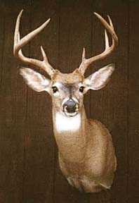 Wisconsin Whitetail Deer befor processing into venison sausage